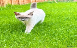 Ragdoll cats for sale: Blue point Ragdoll x British shorthair cross - Image 3