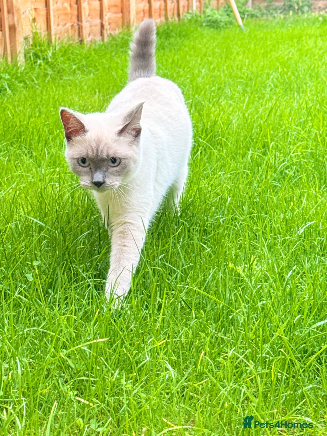 Ragdoll cats for sale: Blue point Ragdoll x British shorthair cross - Image 3