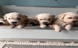 Golden Retriever dogs for sale: Stunning quality golden retriever puppies - Advert 6