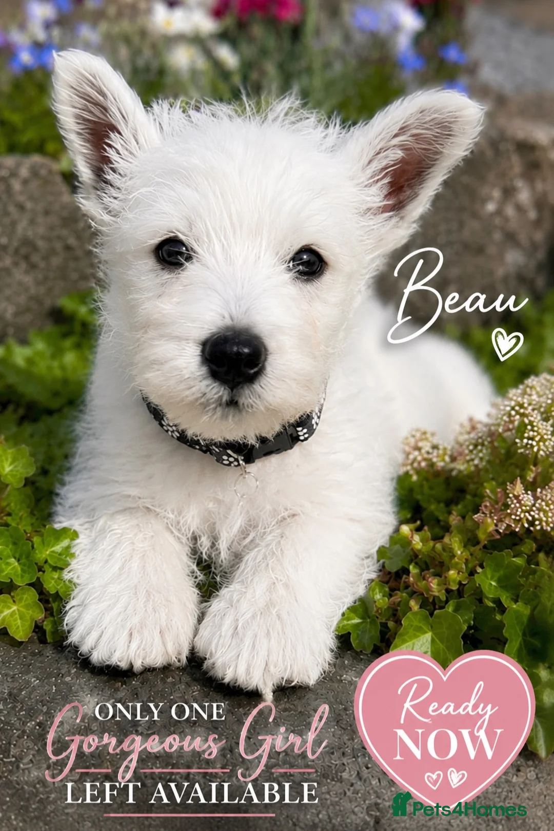 West Highland Terrier dogs for sale: Gorgeous Westie female puppies - Advert 1
