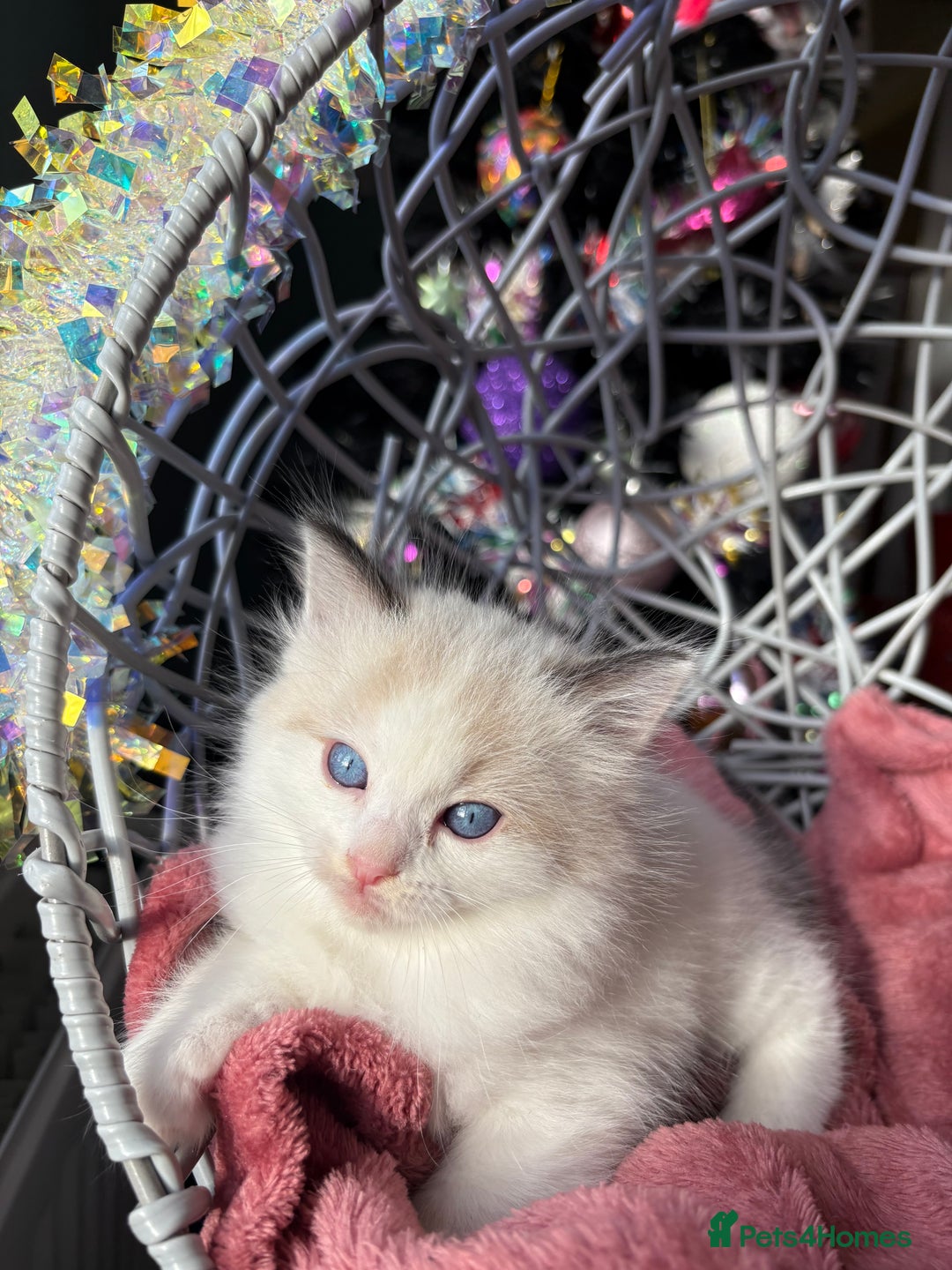 Ragdoll cats for sale: TICA Pedigree Bicolour Ragdoll kittens - Advert 17