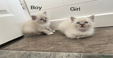 Ragdoll cats - Advert 5