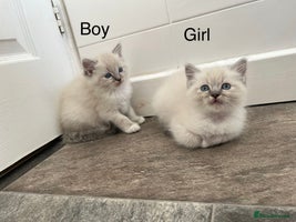 Ragdoll cats - Advert 6