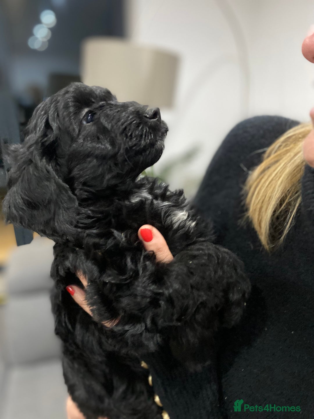 Cockapoo dogs for sale: F1 toy cockerpoo - Advert 3