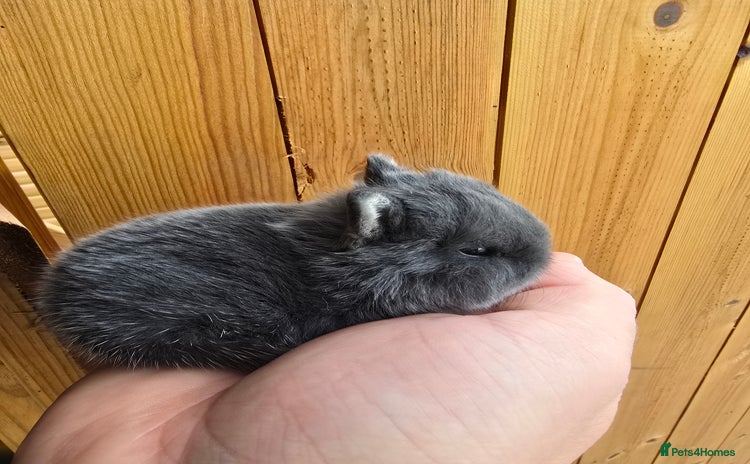 Netherland Dwarf rabbits for sale in Leeds - Advert 1