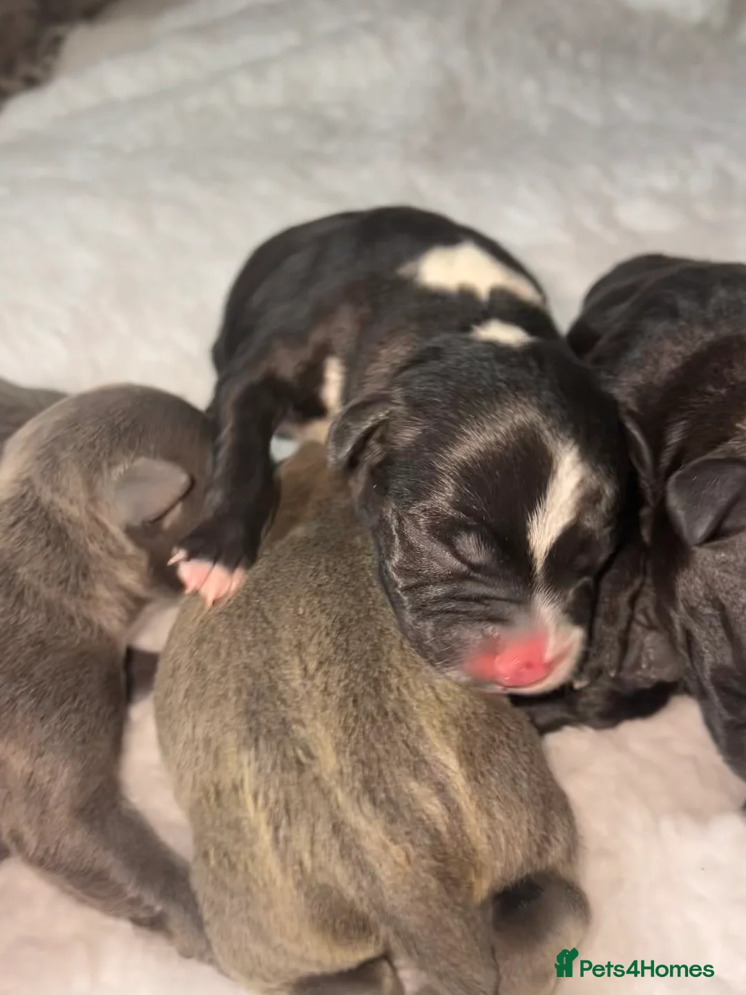 Staffordshire Bull Terrier dogs for sale: 6 stunning KC registered Staffy puppy’s  - Advert 2