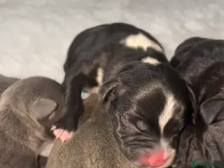 Staffordshire Bull Terrier dogs 6 stunning KC registered Staffy puppy’s - Advert 5