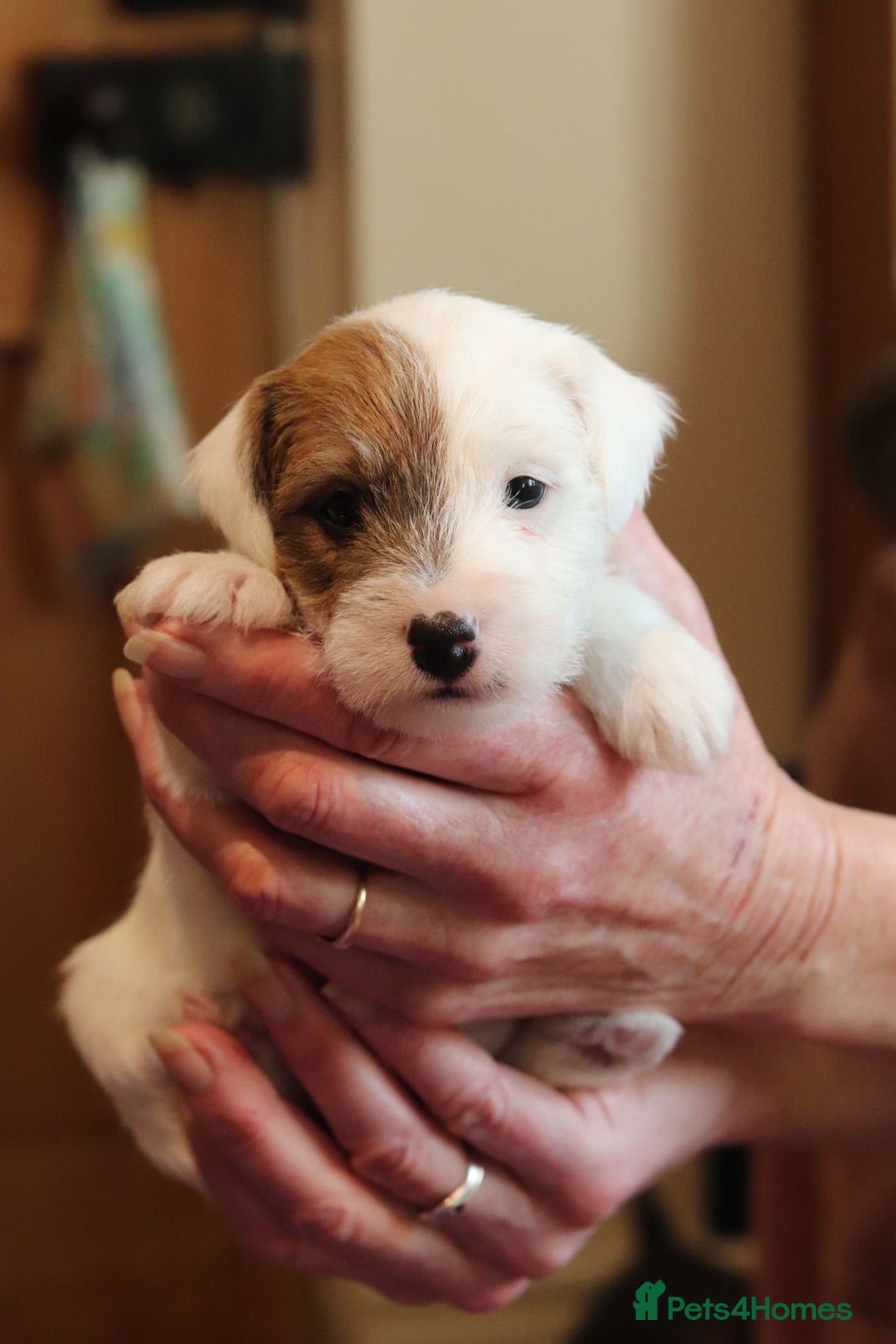 Parson Russell dogs for sale: Gorgeous Parson Russell Boy Puppy - Advert 12