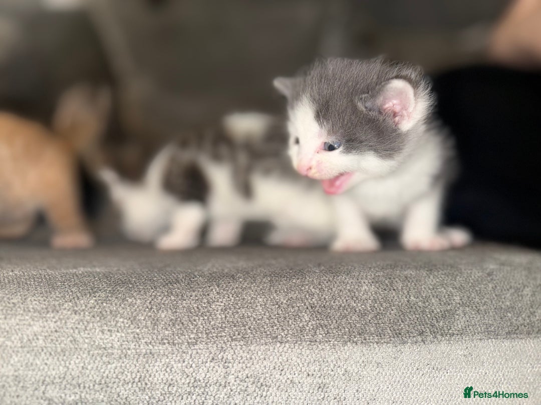 Mixed Breed cats for sale: Stunning kittens ready for new homes  - Advert 7