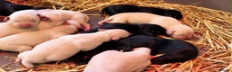 Labrador Retriever dogs for sale: Labrador puppies in Beith - Advert 3