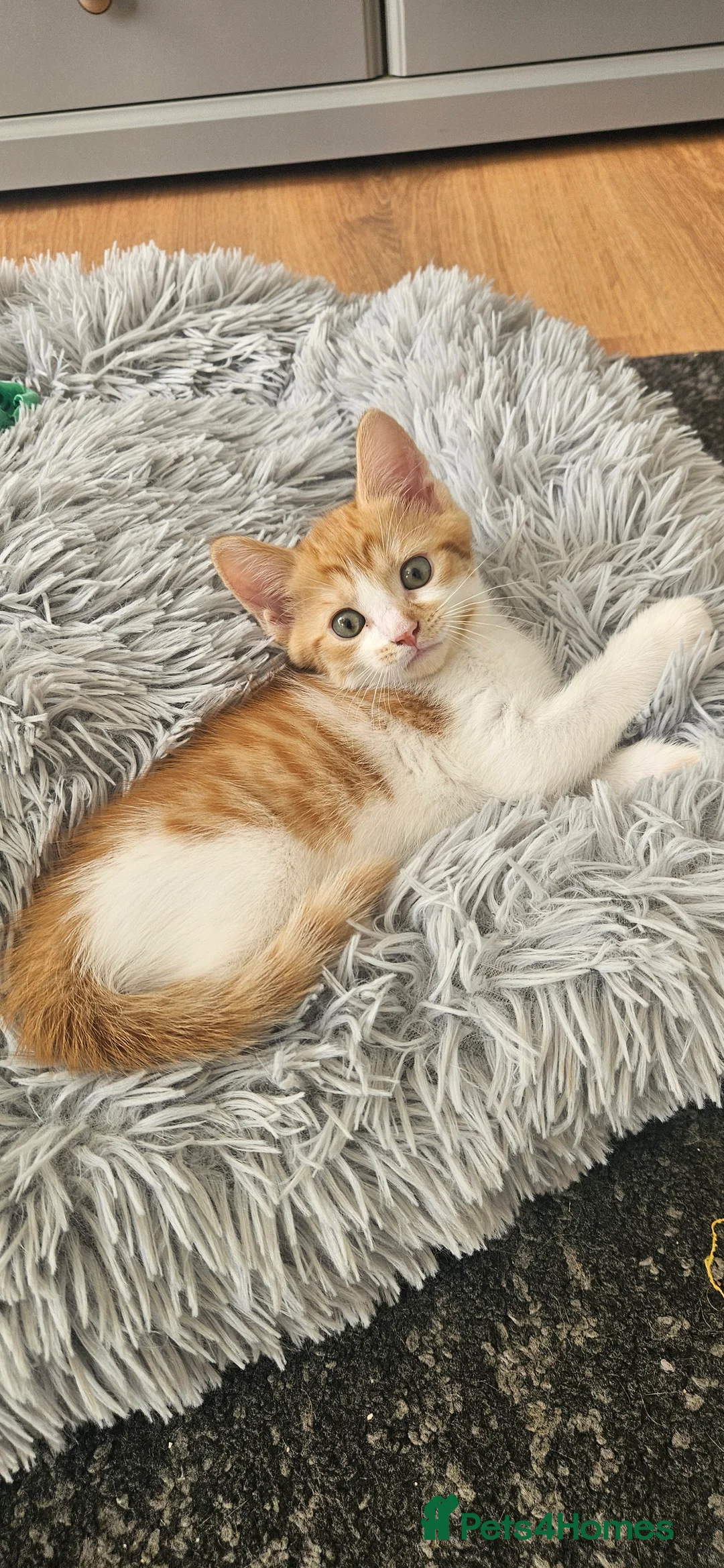 Mixed Breed cats for sale: Cute and fluffy ginger mixed breed - Advert 2