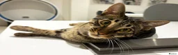 Savannah cats for sale: F6 SBT Savannah boy Koffee - Advert 5
