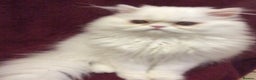 Persian cats for sale: White Persian Male Kitten - Advert 12