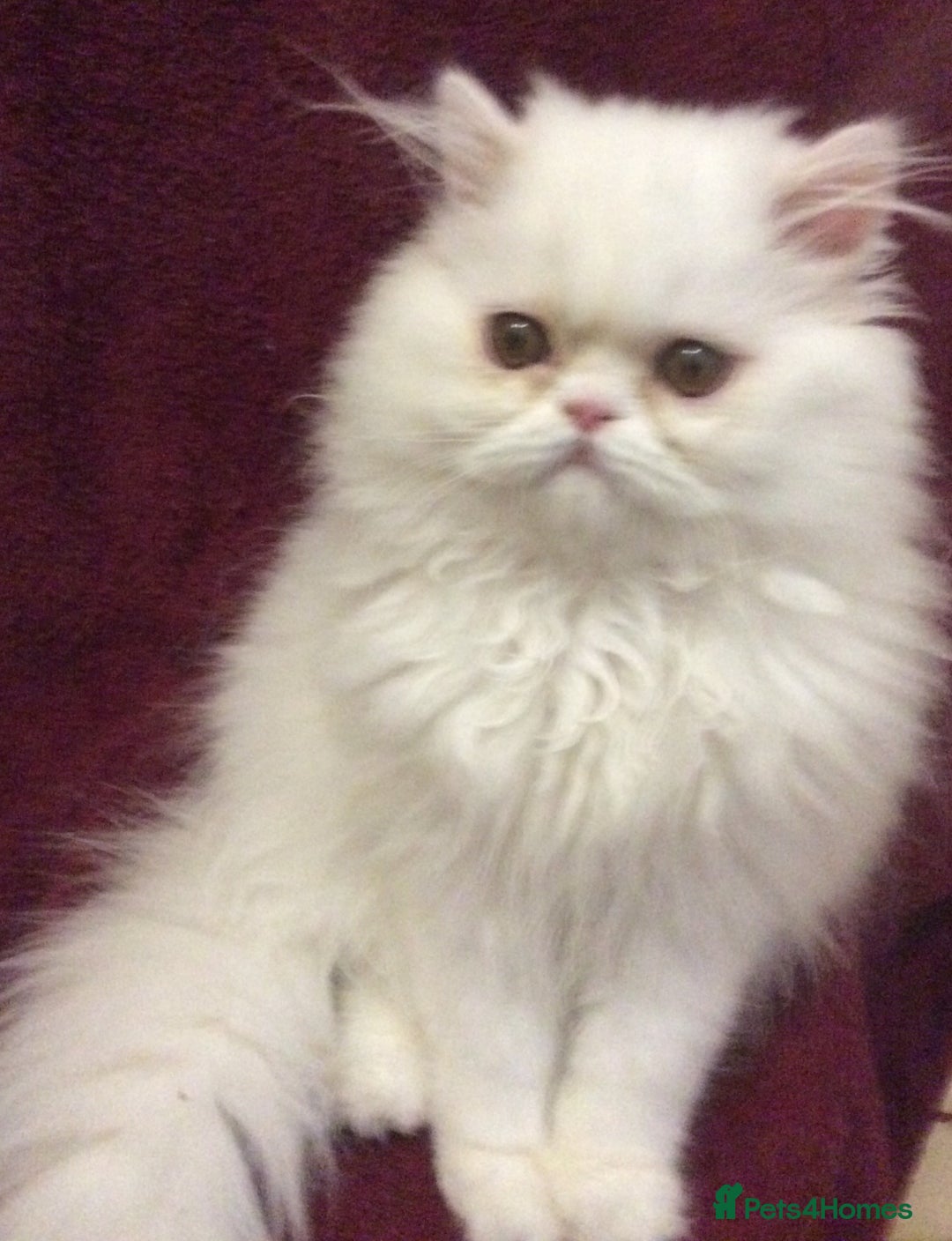 Persian cats for sale: White Persian Male Kitten - Advert 12