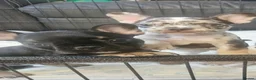 French Bulldog dogs for sale: French bulldog puppy 8 weeks boys and girls in Gateshead - Advert 5