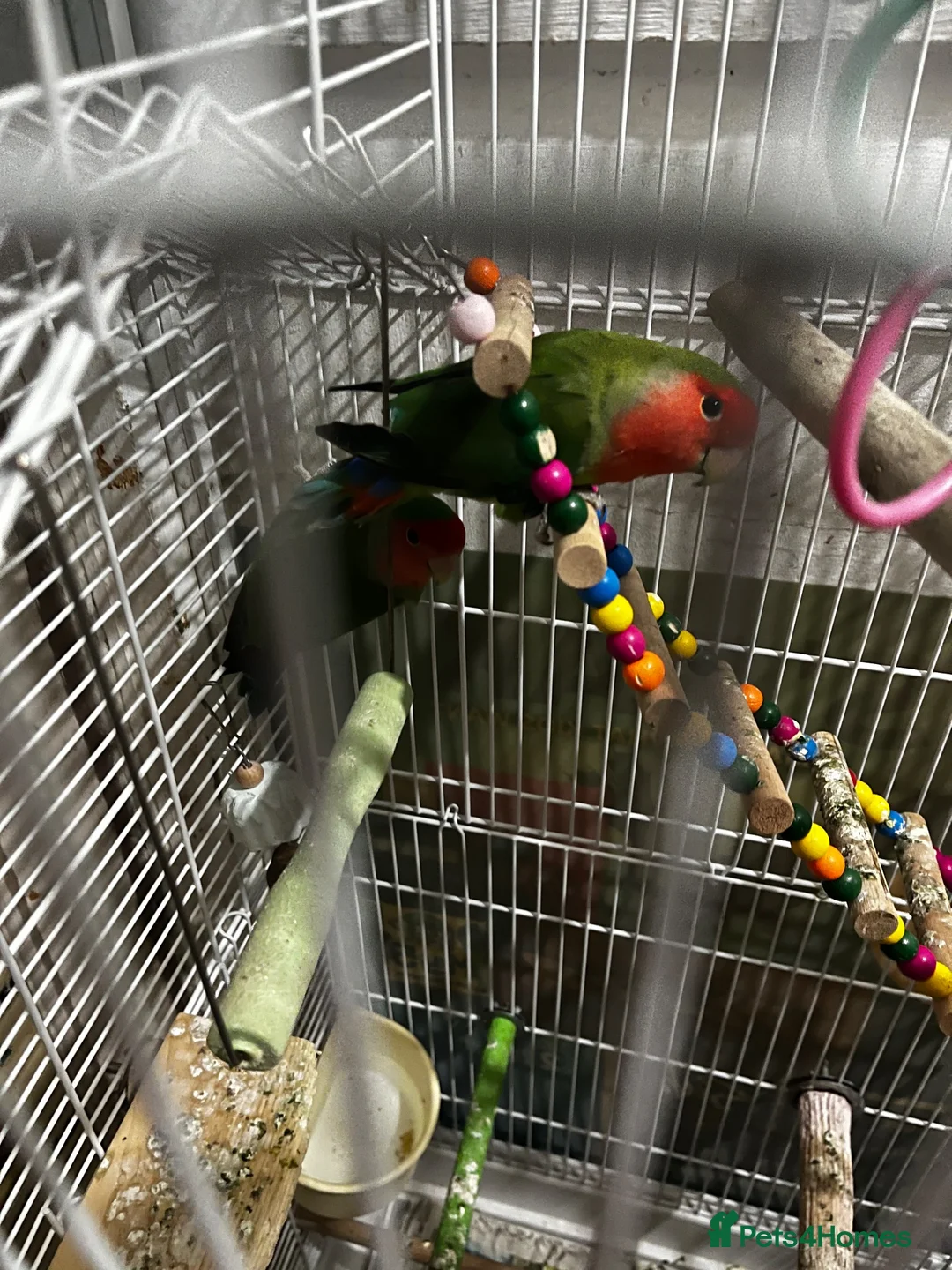 Lovebirds birds for sale: Peach Faced Lovebirds - Advert 2