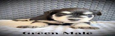 Miniature Schnauzer 5