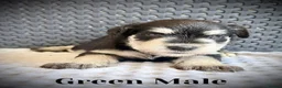 Miniature Schnauzer dogs for sale: Adorable Black & silver miniature schnauzers  - Advert 11