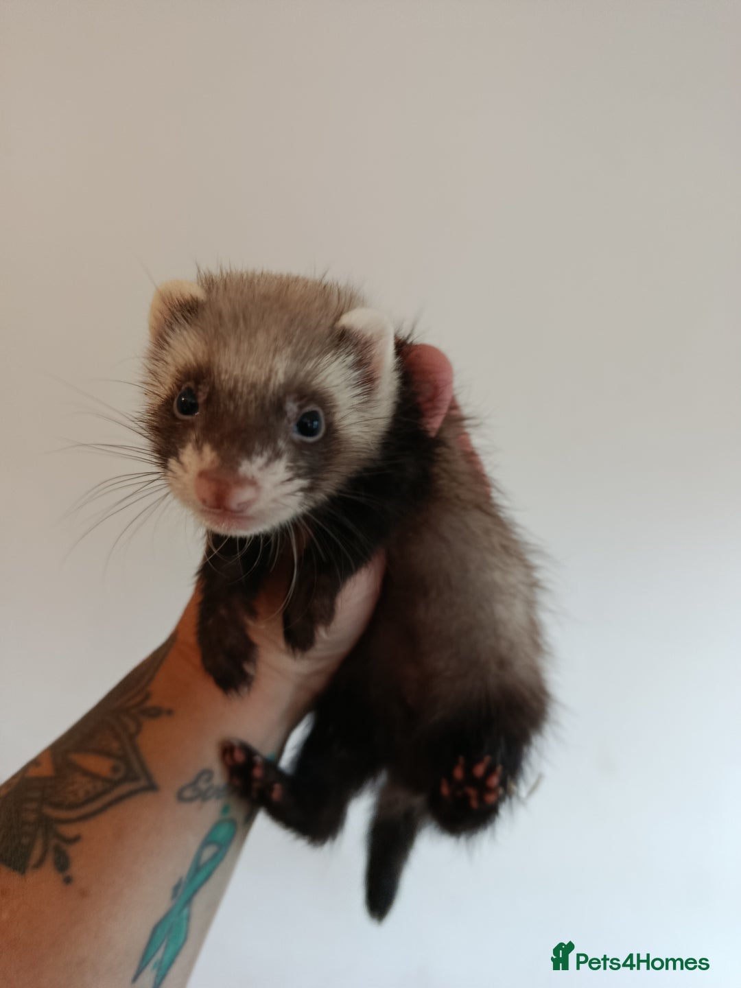 Ferret rodents for sale: Baby ferrets for sale ready to go - Image 3
