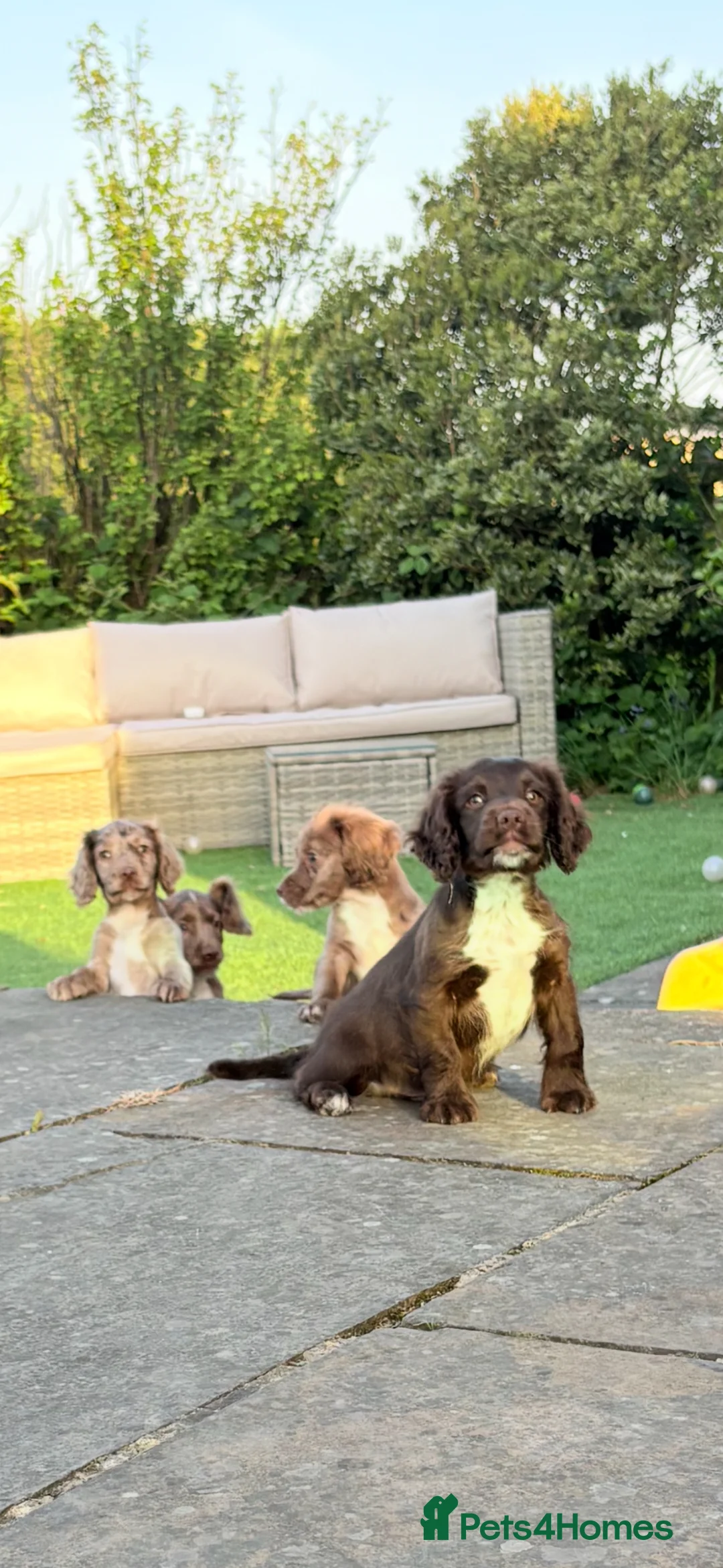 Cocker Spaniel dogs for sale: 🐶 COCKER SPANIEL PUPPIES 🐶  - Advert 1