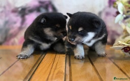 Japanese Shiba Inu dogs for sale: Japanese Shiba Inu - Image 3