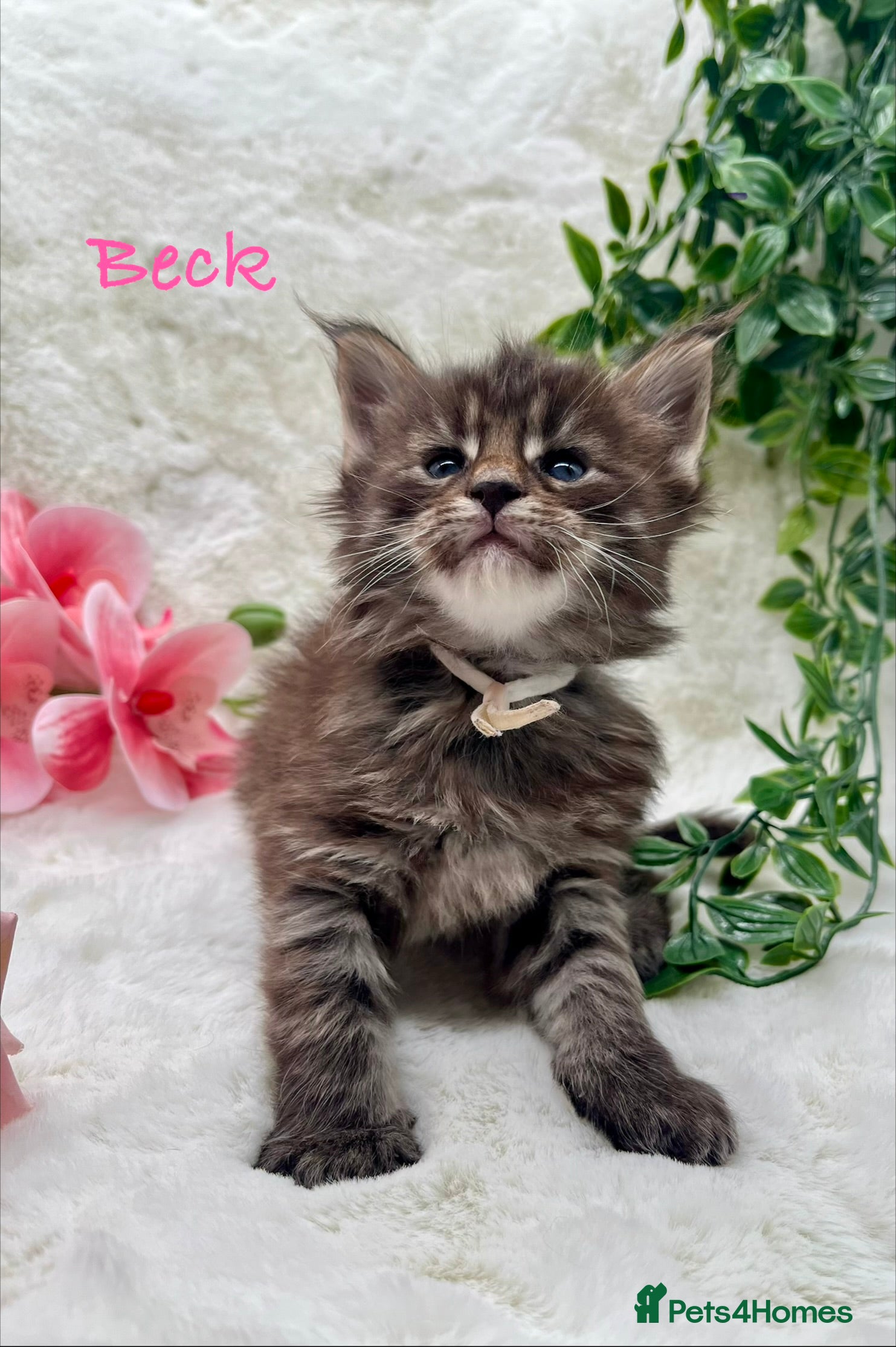 Maine Coon cats Stunning Tica Maine Coon kittens - Advert 1