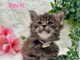 Maine Coon cats Stunning Tica Maine Coon kittens - Advert 1