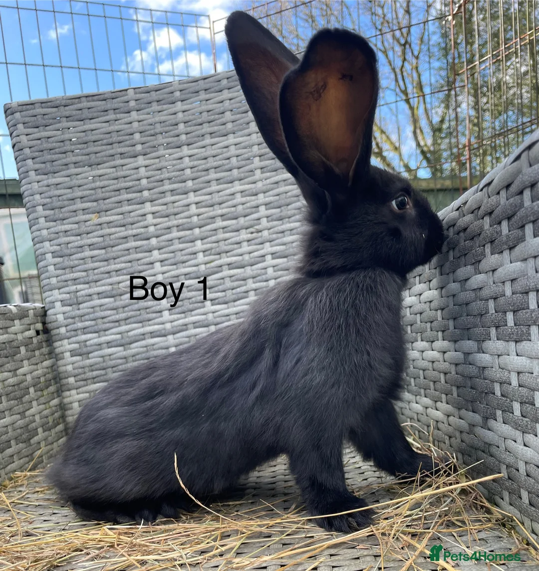 Continental Giant rabbits for sale: 💖 pure bred continental giants 💙 - Advert 1