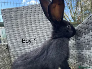 Continental Giant rabbits 💖 pure bred continental giants 💙 - Advert 4