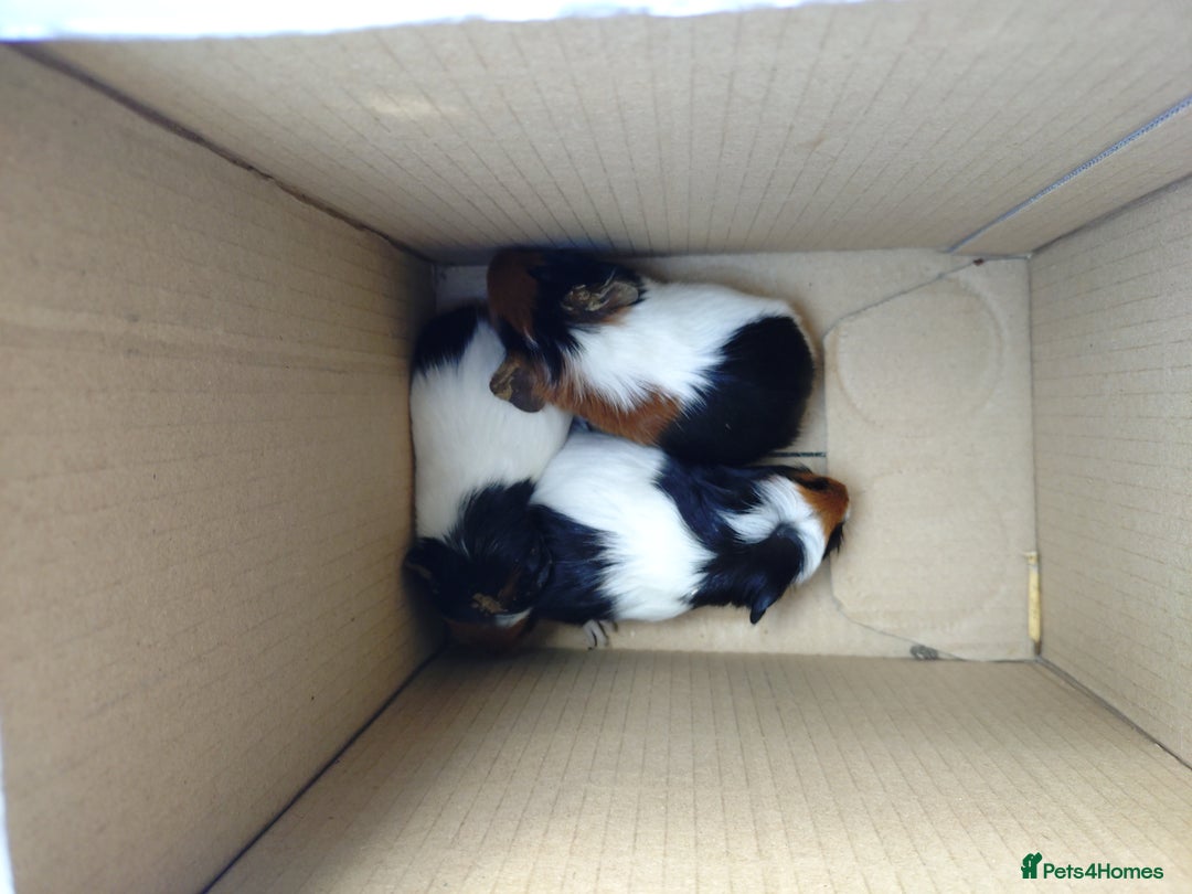 Guinea Pig rodents for sale: Baby males and females guinea pigs  - Image 2