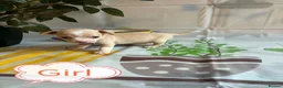 Chihuahua dogs for sale: Chihuahua puppies - Advert 18