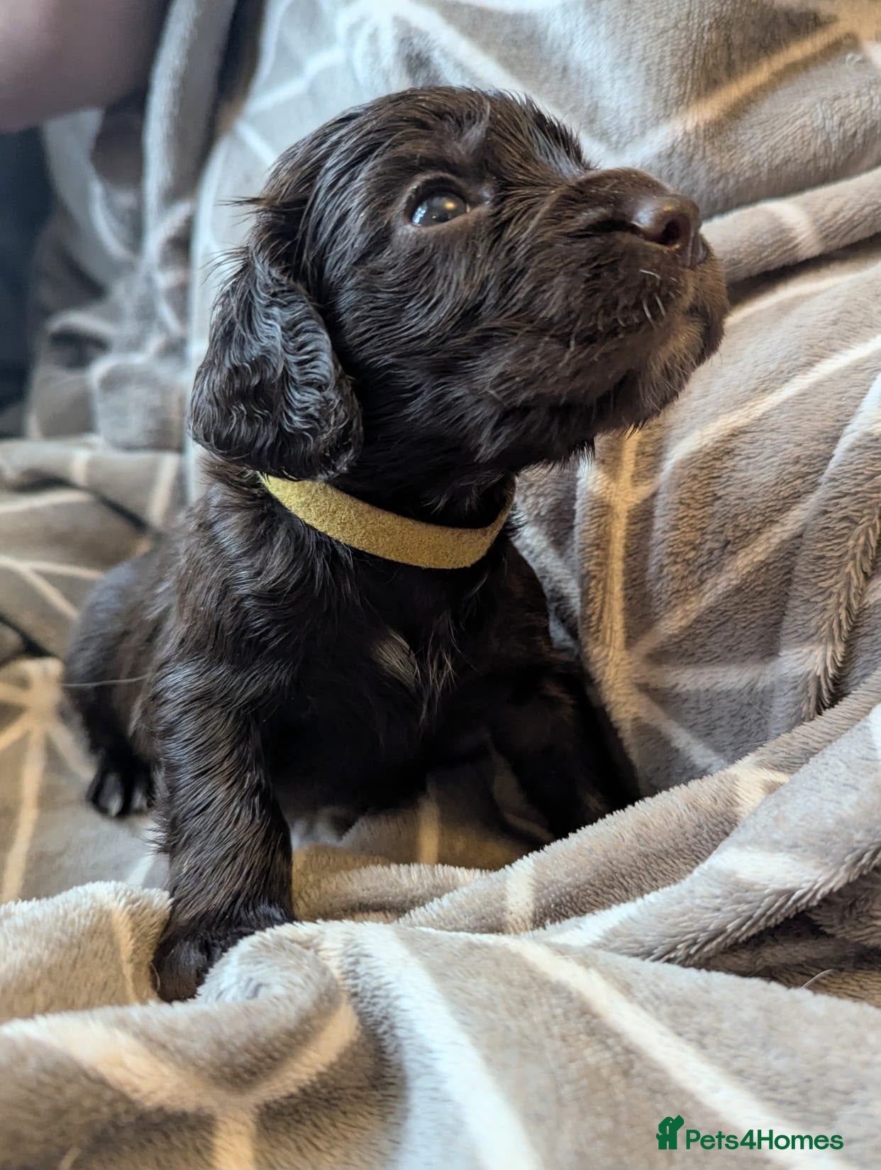 Cocker Spaniel dogs Stunning working cocker spaniel puppys - Advert 1