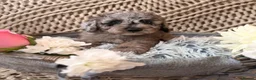Miniature Poodle dogs for stud: PROVEN Miniature Merle Poodle 🩷🌸 - Advert 15