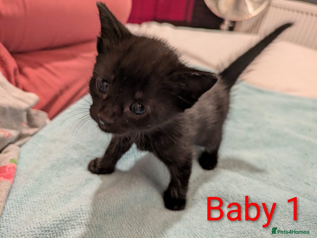 Mixed Breed cats for sale: Ready for our new adventure 🐾 - Image 4