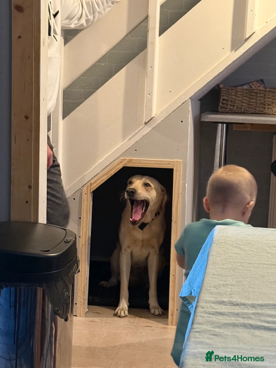 Labrador Retriever dogs for sale: 2 year old lab boy in Tamworth - Advert 2