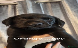 Labrador Retriever dogs for sale: KC LABRADORS - Image 13