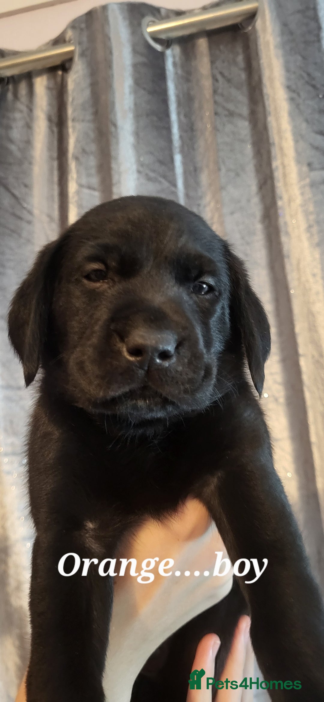 Labrador Retriever dogs for sale: KC LABRADORS - Image 13