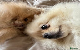 Pomeranian dogs for sale: Pomeranian puppy’s  - Image 7