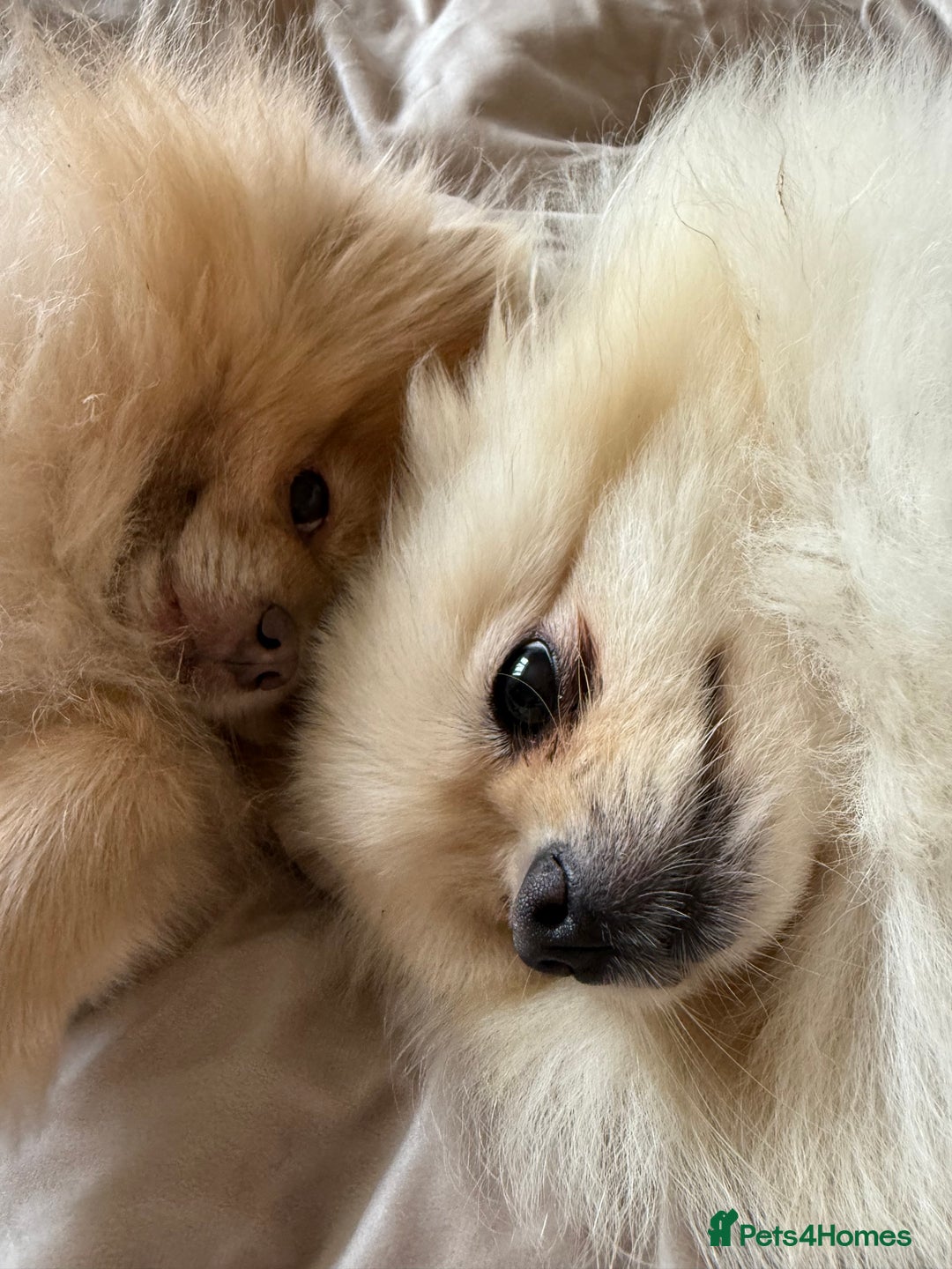 Pomeranian dogs for sale: Pomeranian puppy’s  - Image 7