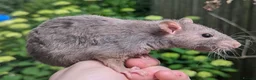Rat rodents for sale: Rats various breeds male and female in Corby - Advert 26