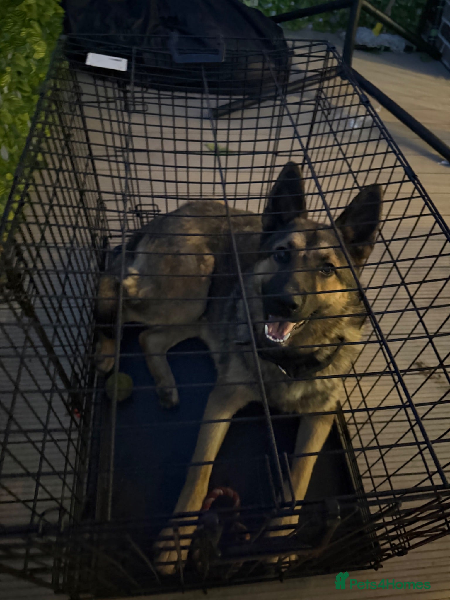German Shepherd dogs German sherpherd  - Advert 5