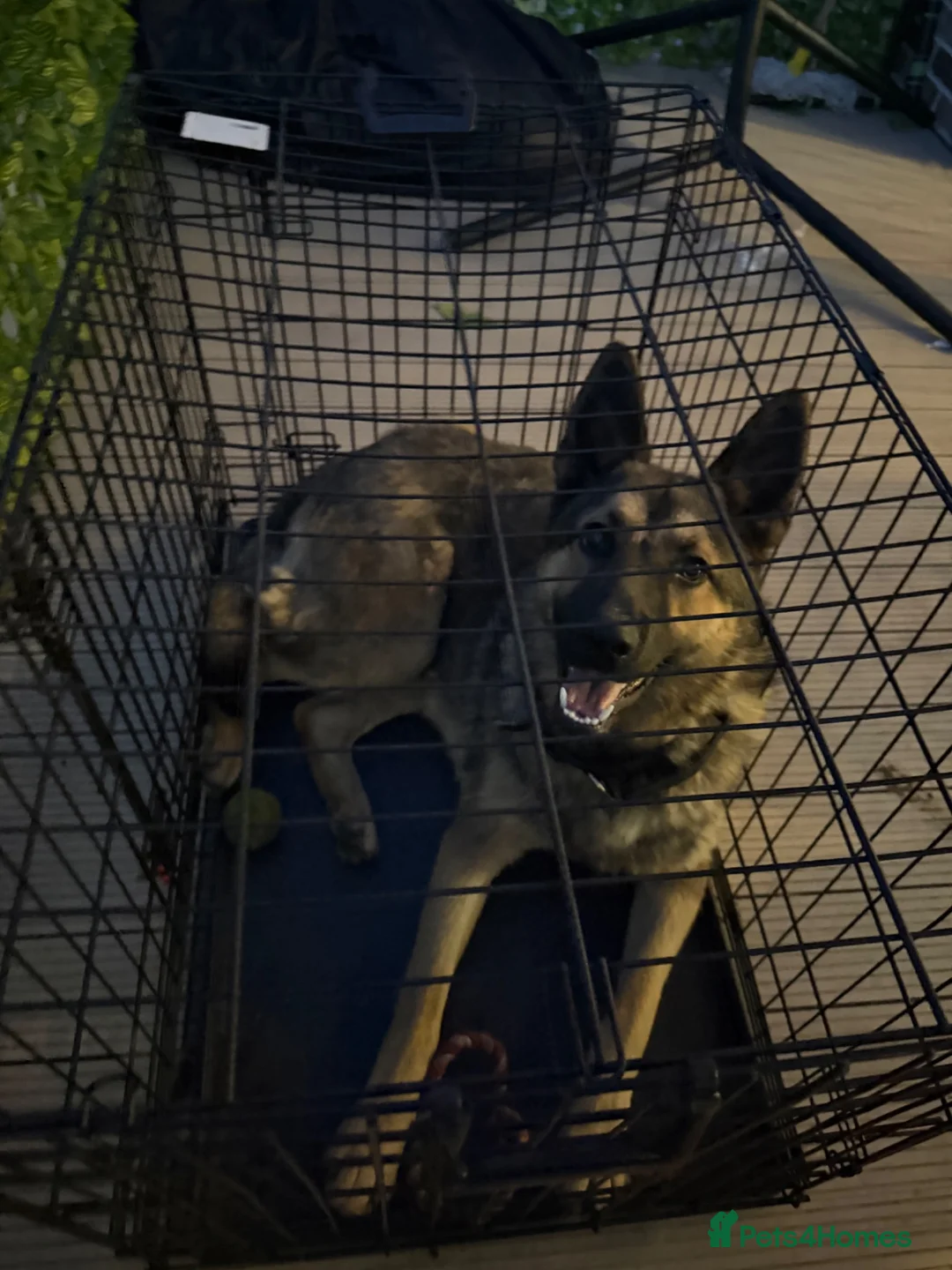 German Shepherd dogs for sale: German sherpherd  in London - Advert 1