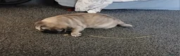 Pug dogs for sale: Beautiful female pug in Sutton-in-Ashfield - Advert 3