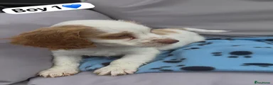 Cocker Spaniel 2