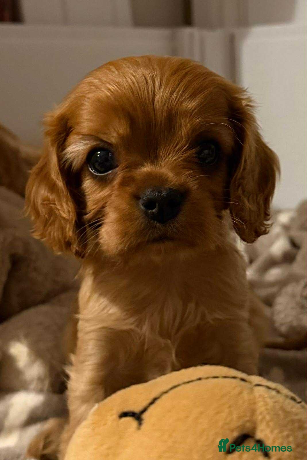 Cavalier King Charles Spaniel dogs CKCS Puppies Tested Bloodlines, KC Reg - Advert 3