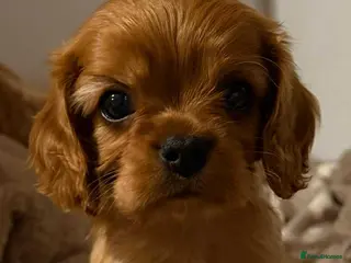 Cavalier King Charles Spaniel dogs CKCS Puppies Tested Bloodlines, KC Reg - Advert 3