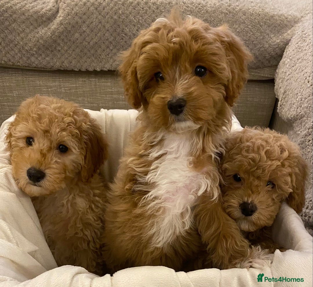 Cavapoo dogs for sale: RED & WHITE CAVAPOO PUPPIES TOP QUALITY BREEDER - Advert 15