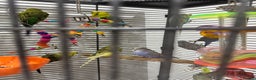 Budgerigars birds for sale: Budgies for Sale 17 in total - Advert 3