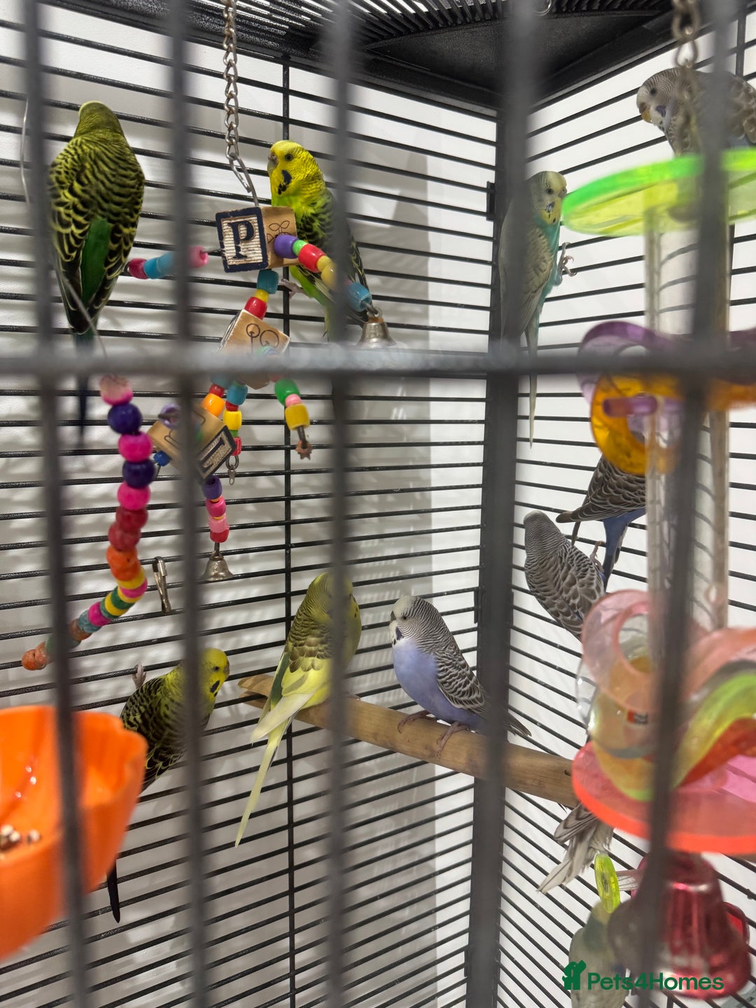 Budgerigars birds for sale: Budgies for Sale 17 in total - Advert 3