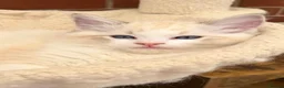 Ragdoll cats for sale: Stunning GCCF reg kittens available to 5* homes.  - Advert 12